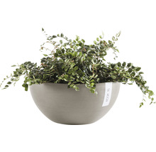 Muehlenbeckia complexa kamerplant in grijze bloempot