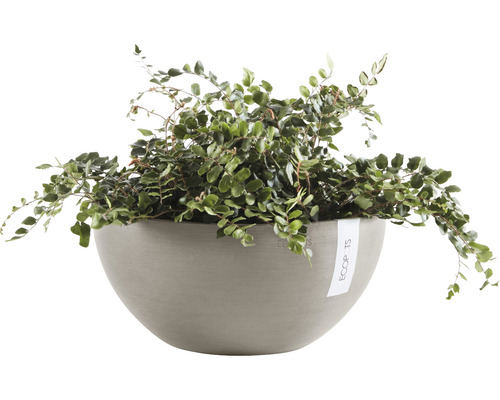 Muehlenbeckia complexa kamerplant in grijze bloempot