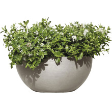 Bloempot met struikveronica en witte bloemen