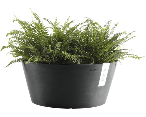 Kamerplant varen in een zwarte plantenbak