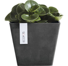 Pannenkoekenplant in een vierkante ECOPOTS plantenbak
