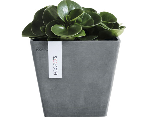 Pannenkoekenplant in grijze Ecopots bloempot