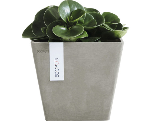 Kamerplant in een Ecopot plantenbak