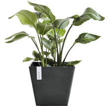 Strelitzia in een donkere plantenbak