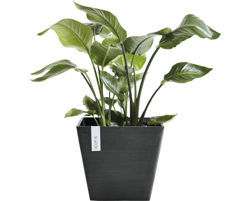 Strelitzia in een donkere plantenbak