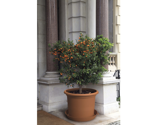 Mandarijnboom in plantenbak