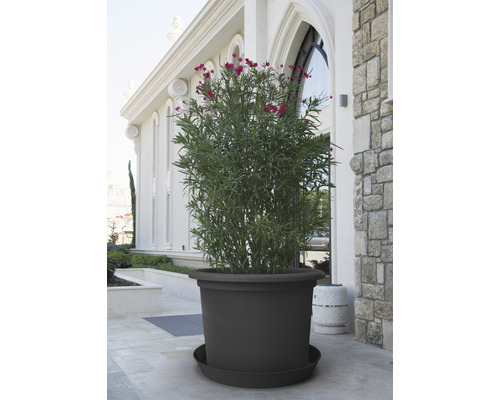 Grote plantenpot met plant op een terras voor een gebouw.