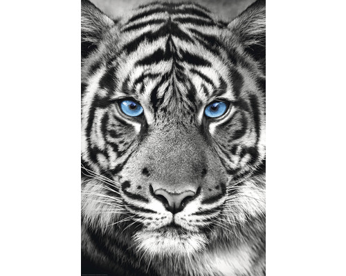 REINDERS Poster Tiger blue eyes 61x91,5 cm