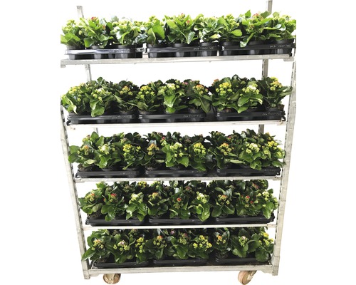 Wagen met Kalanchoe planten in potten