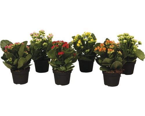 FLORASELF Kalanchoë Mix potmaat Ø 10,5 cm H 15-20 cm FLORASELF Kalanchoë Mix potmaat Ø 10,5 cm H 15-20 cm