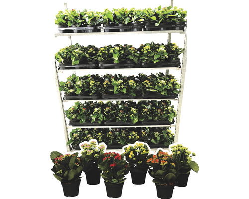 Kalanchoë planten in potten op een rek