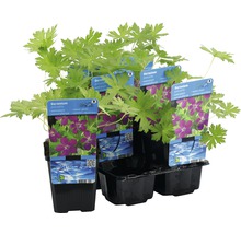 FLORASELF® Moerasooievaarsbek Geranium Palustris lila potmaat Ø 9 cm