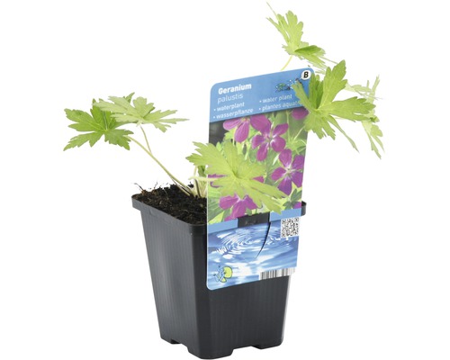 Geranium palustris in pot, een waterplant