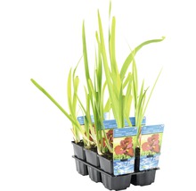 FLORASELF Rode Japanse Iris Iris louisiana ann chowning potmaat Ø 9,0 cm H 10-75 cm