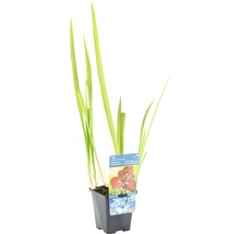 FLORASELF Rode Japanse Iris Iris louisiana ann chowning potmaat Ø 9,0 cm H 10-75 cm