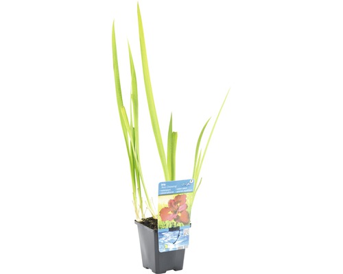 Iris in pot met plantenetiket