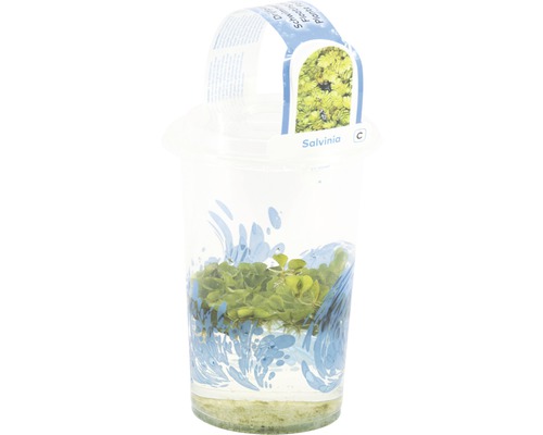 Vlotvaren Salvinia in plantenbak voor aquaria