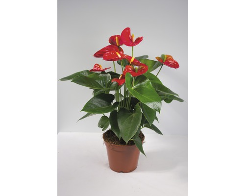 Anthurium in pot met rode bloemen en groene bladeren