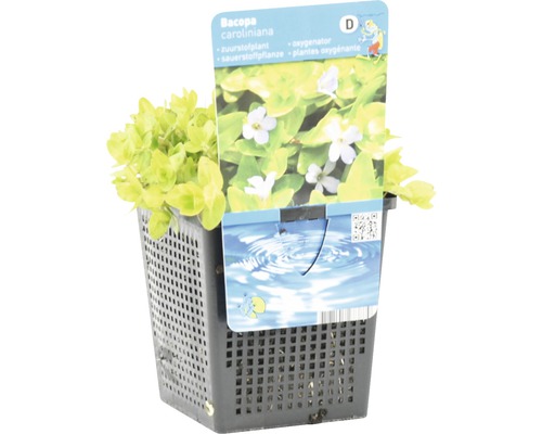 Bacopa caroliniana in pot, een zuurstofplant voor de tuinvijver