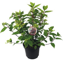 Hortensia Hydrangea paniculata 'Wim's Red' potmaat 7,5 L H 40-50 cm-thumb-0
