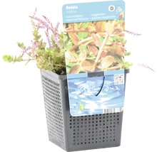 Rotala indica in pot, een zuurstofplant voor aquaria