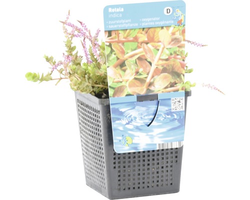 Rotala indica in pot, een zuurstofplant voor aquaria