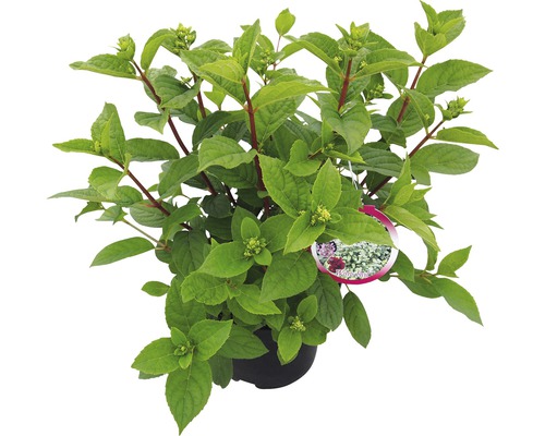 Hortensia in pot met groene bladeren en takken