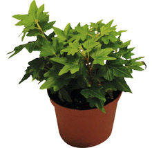 Klimop in pot