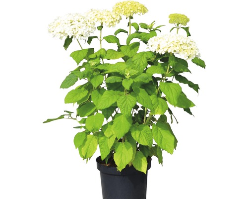 FLORASELF® Hortensia Hydrangea arborescens 'Annabelle' potmaat Ø 23 cm