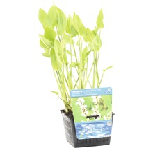 Waterplant Pijlstaart in pot