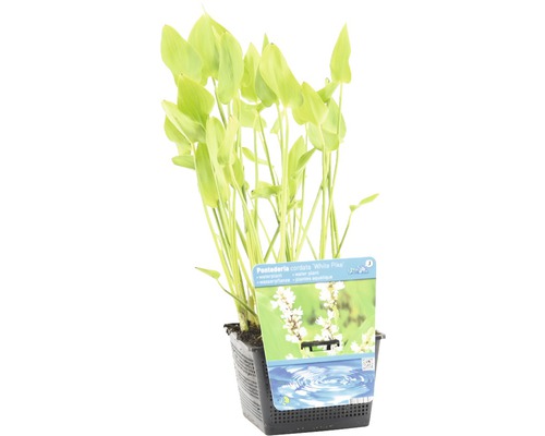 Waterplant Pijlstaart in pot