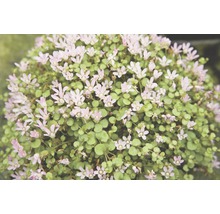 Close-up van een bosplant met groene bladeren en kleine bloemen