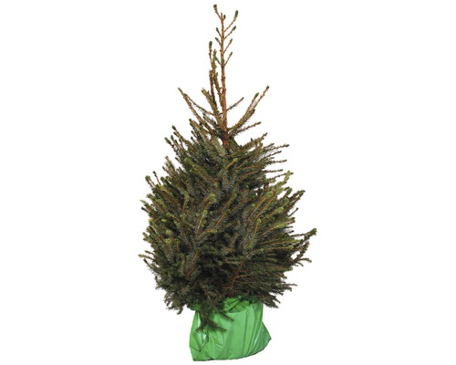 FLORASELF Kerstboom in pot Servische spar 90 - 120 cm