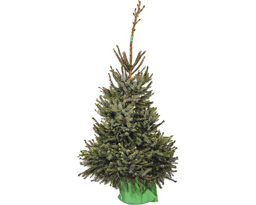 FLORASELF Kerstboom in pot Servische spar 140-160 cm