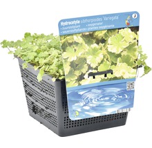 Hydrocotyle sibthorpioides Variegata zuurstofplant in plantenmand