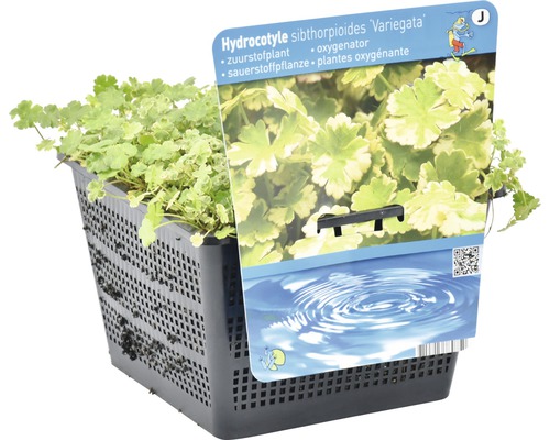 Hydrocotyle sibthorpioides Variegata zuurstofplant in plantenmand