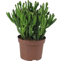 Geldboom Crassula Ovata Gollum in pot