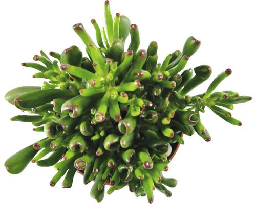 Gollum Jade plant in pot