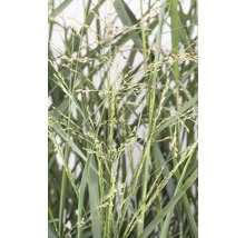 Detailopname van pluimgierst plant