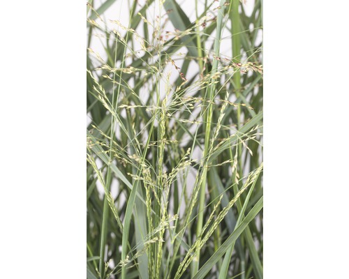 Detailopname van pluimgierst plant