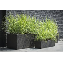 Scene met rechthoekige plantenbakken met beplanting voor een muur