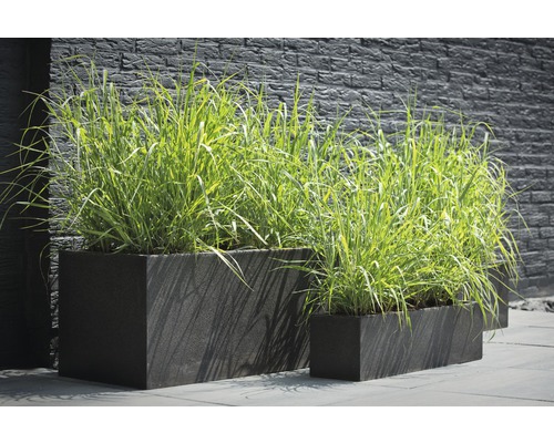 FLORASELF Vingergras Panicum virgatum 'Prairie Sky' potmaat Ø 19 cm H 20-60 cm Scene met rechthoekige plantenbakken met beplanting voor een muur