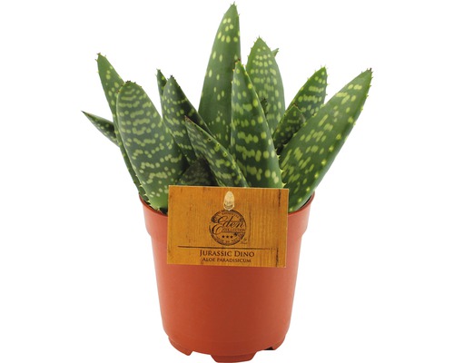 FLORASELF Aloe paradisicum Ø10,5 cm H15-20 cm