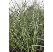 FLORASELF Prachtriet Miscanthus sinensis 'Adagio' potmaat Ø 19 cm H 10-60 cm