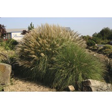 FloraSelf Prachtriet Miscanthus sinensis 'Adagio' potmaat Ø 14 cm H 10-40 cm