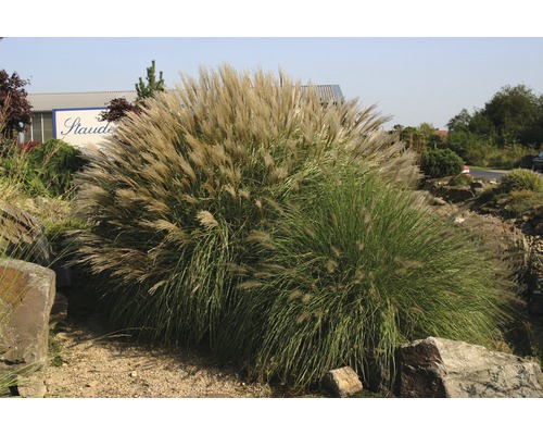 FLORASELF Olifantsgras Miscanthus sinensis 'Adagio' potmaat 14 cm H 10-40 cm