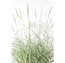 FLORASELF Prachtriet Miscanthus sinensis 'Adagio' potmaat Ø 19 cm H 10-60 cm
