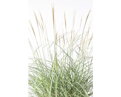FLORASELF Prachtriet Miscanthus sinensis 'Adagio' potmaat Ø 19 cm H 10-60 cm Chinees riet in tegenlicht