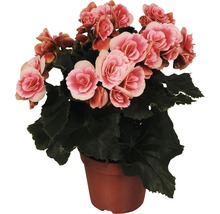 FLORASELF Begonia Begonia elatior 'Borias' potmaat Ø 14 cm H 30 cm
