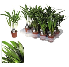 Kantoor- en kamerpalm in potten op een pallet